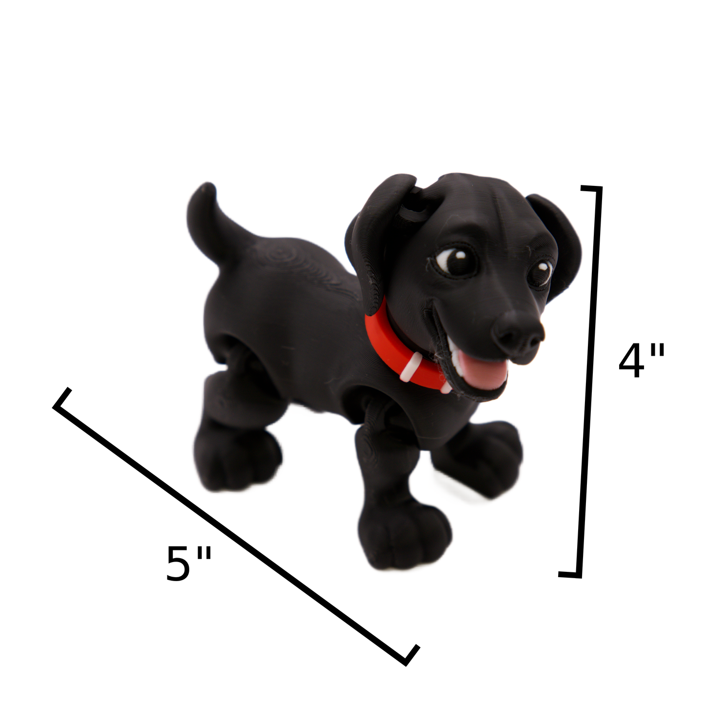 Black Labrador