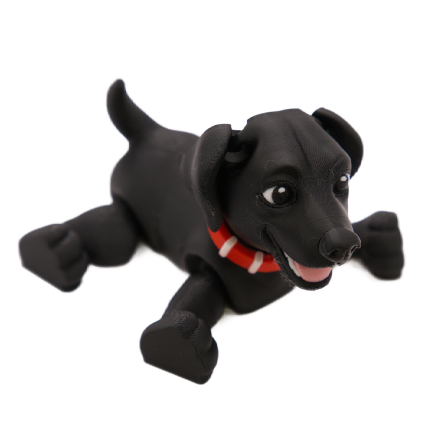 Black Labrador