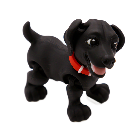 Black Labrador