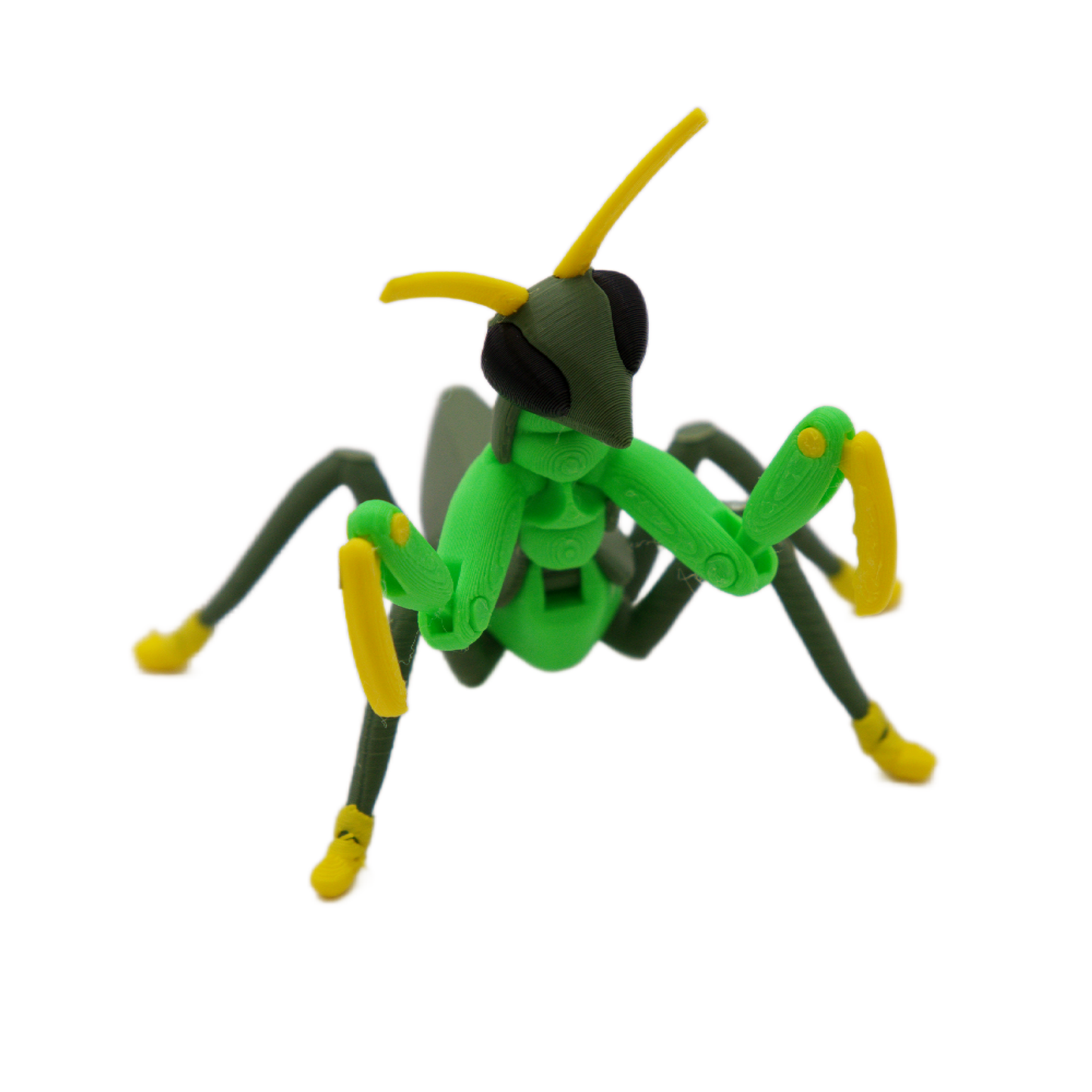 Praying Mantis