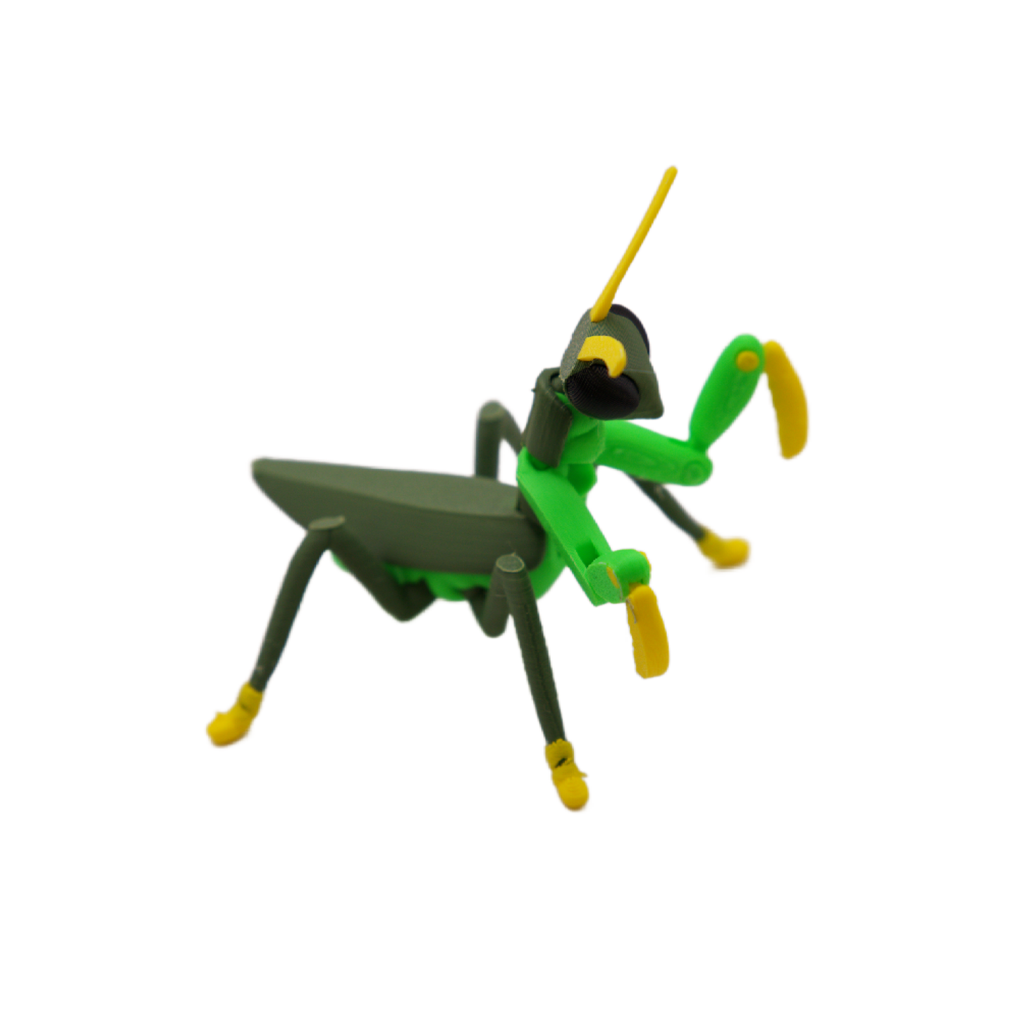 Praying Mantis